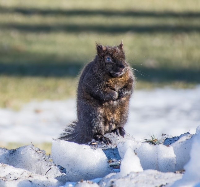 Squirrel Photo
