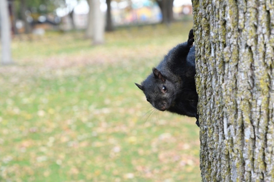 Squirrel Photo